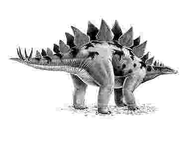 picture of a stegosaurus dinogoss the evolving view of stegosaurus a of stegosaurus picture 