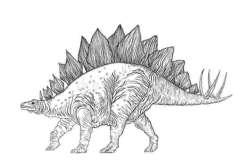picture of a stegosaurus stegosaurus clipart black and white 20 free cliparts a of stegosaurus picture 