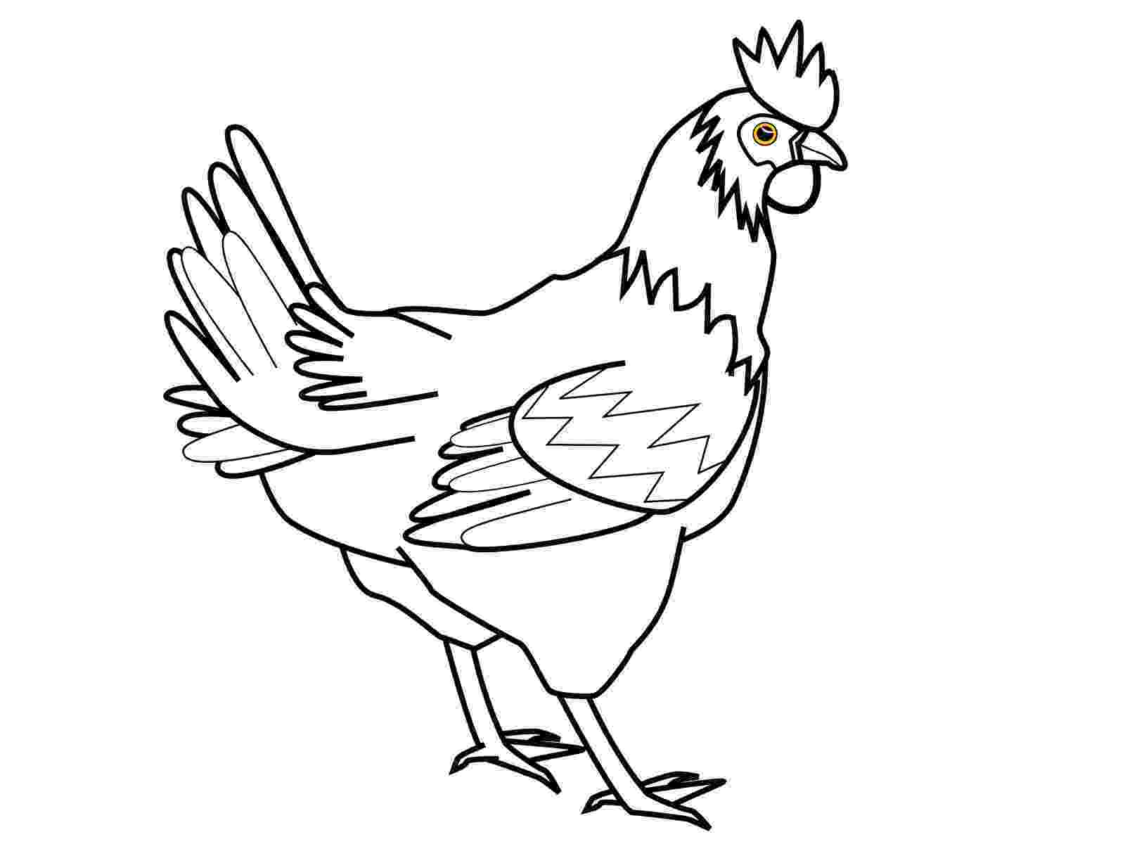 picture of chicken chicken animal names and pictures of picture chicken 