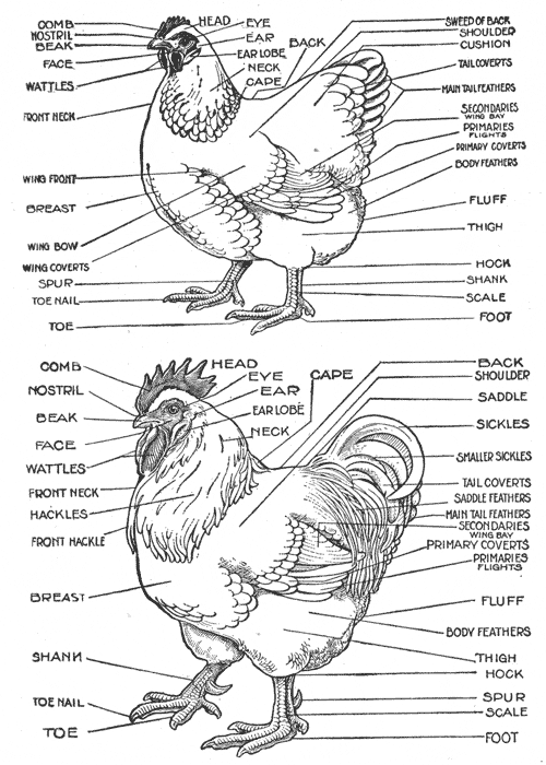 picture of chicken colorable hen line art free clip art chicken picture of 