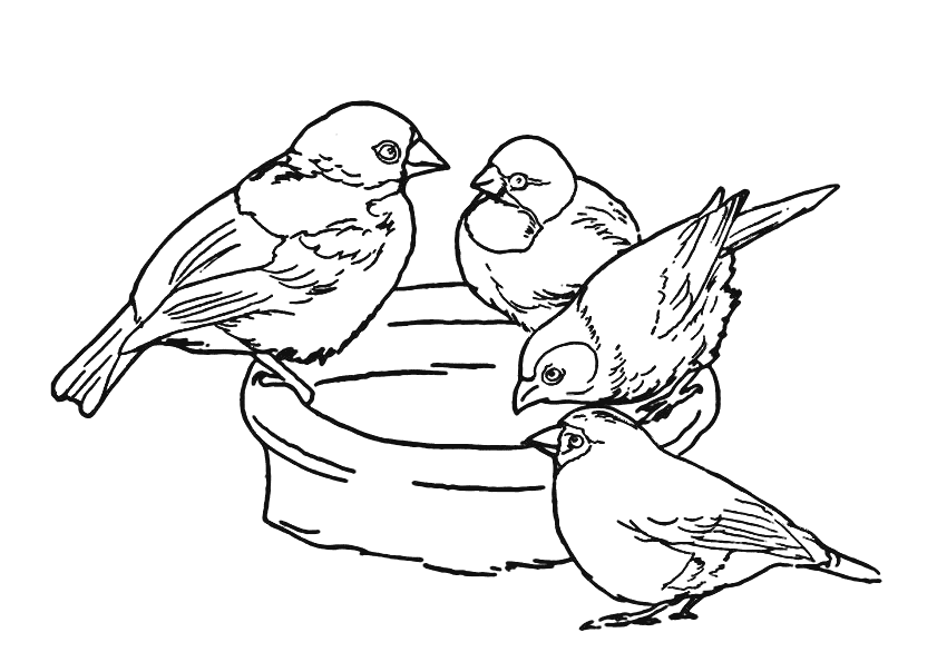 pictures of birds to colour pictures to colour birds of to birds pictures colour 