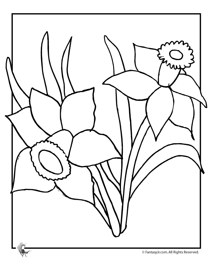 pictures of daffodils to color daffodil coloring pages download and print daffodil to color of pictures daffodils 