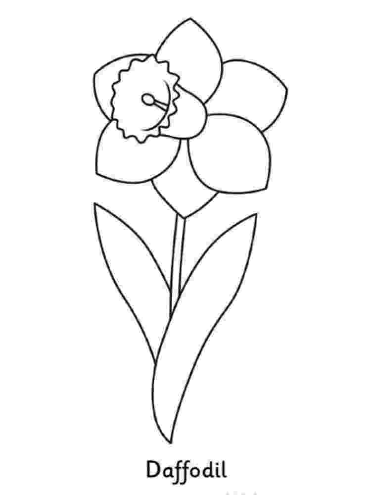 pictures of daffodils to color daffodil flowers colouring pages picolour color to daffodils pictures of 