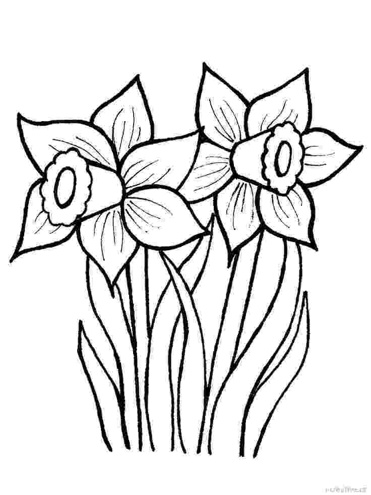 pictures of daffodils to color obrázky jarních květin k vytisknutí krokusy narcisy of daffodils pictures color to 