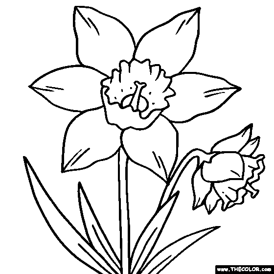 pictures of daffodils to color online coloring pages starting with the letter d pictures of color to daffodils 
