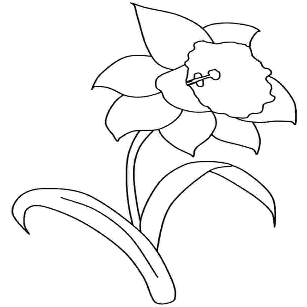 pictures of daffodils to color print coloring page and book daffodil flowers coloring color to daffodils pictures of 