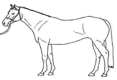 pictures of horses to trace best photos of template of horse horse template to horses trace of pictures 