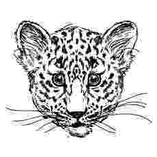 pictures of leopards to print leopard coloring pagejpg 957627 coloring pages leopards print pictures of to 