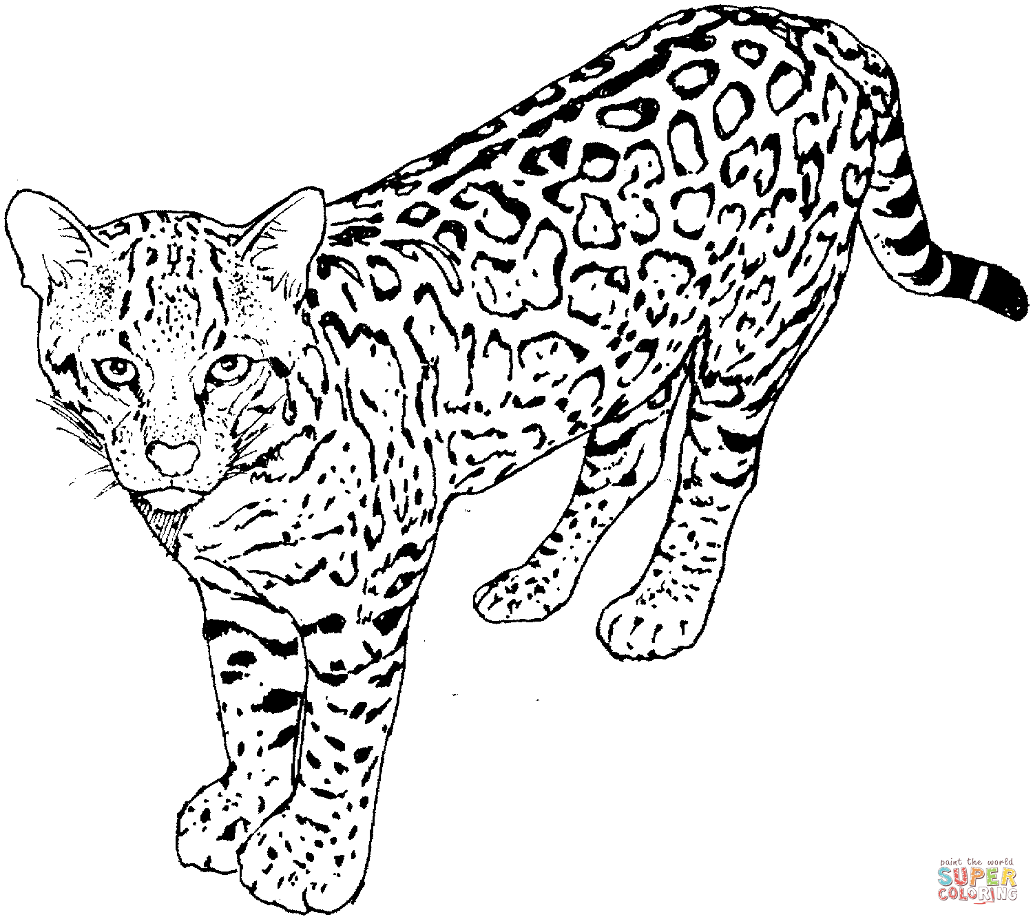 pictures of leopards to print leopard coloring pages coloring home print to leopards of pictures 