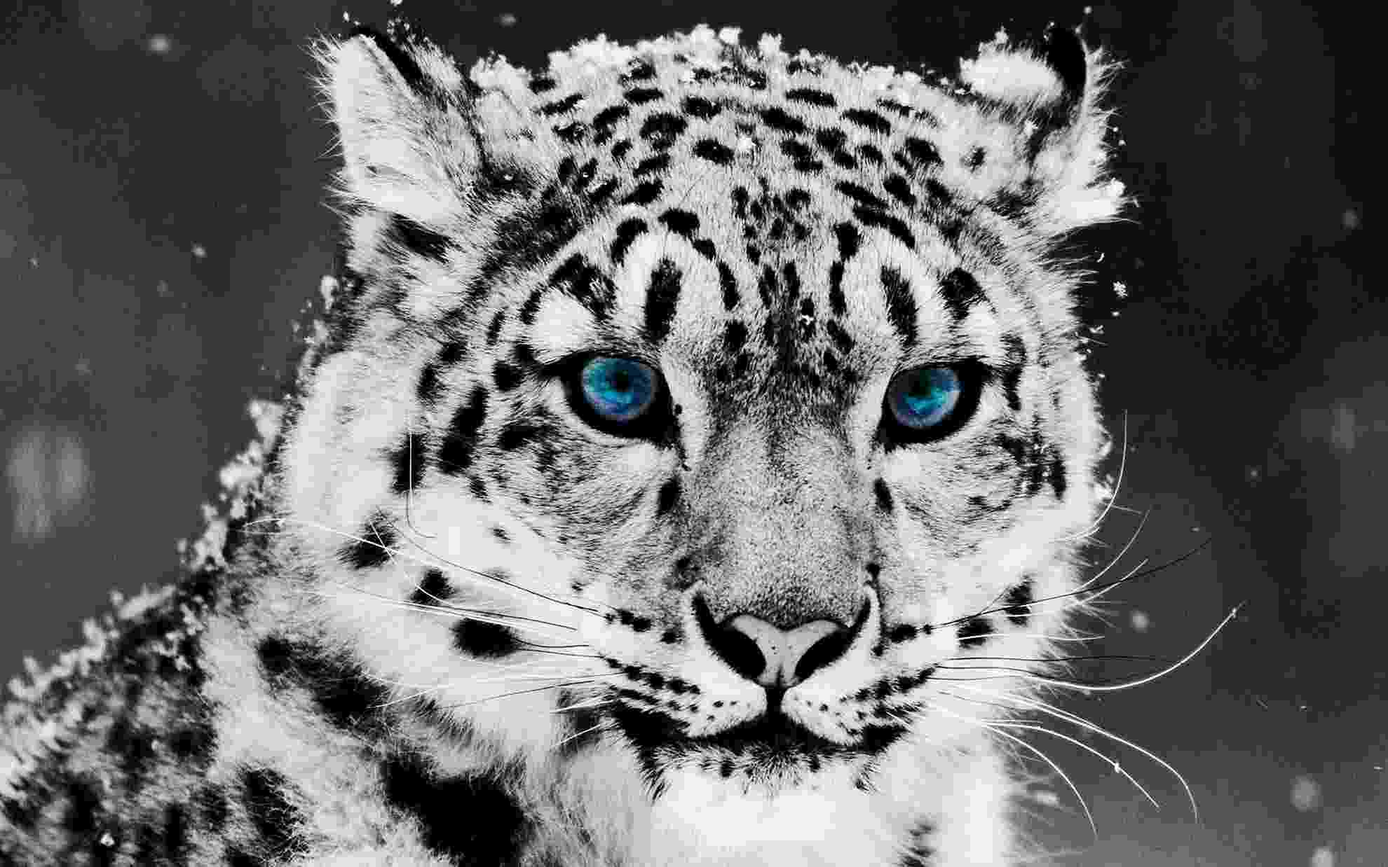 pictures of leopards to print leopard coloring pages coloring pages to download and print to of print pictures leopards 