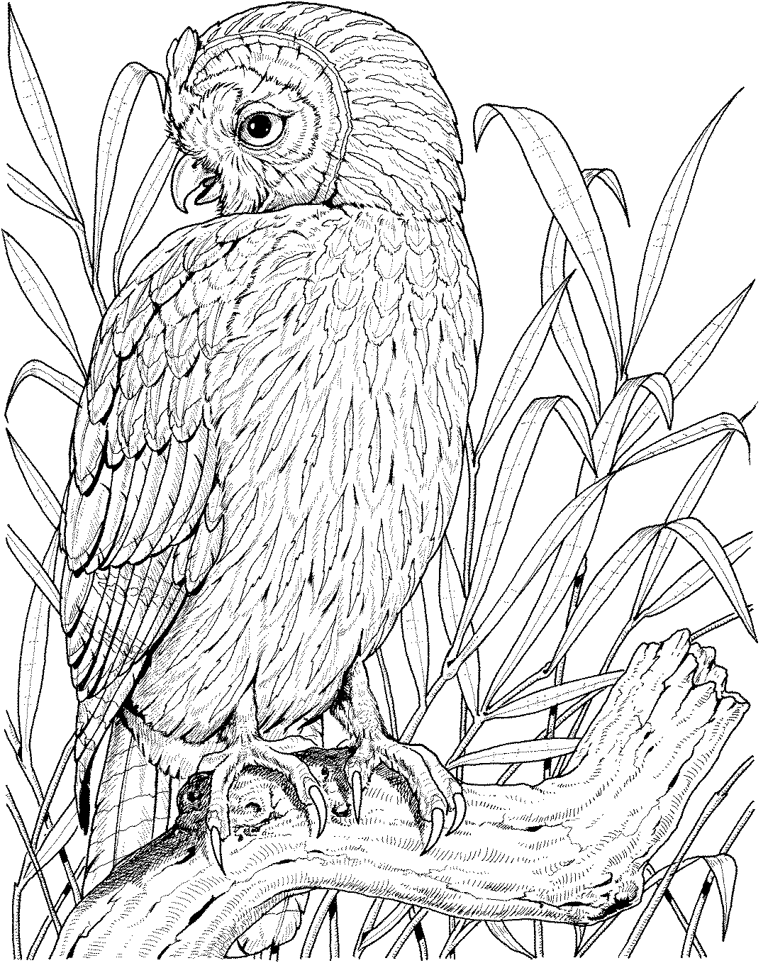 pictures of owls to color owl coloring pages owl coloring pages to owls pictures of color 