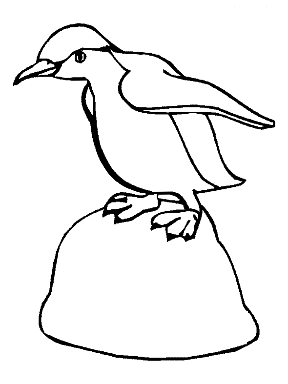 pictures of penguins to colour emperor penguin coloring pages printable penguins to of colour pictures 