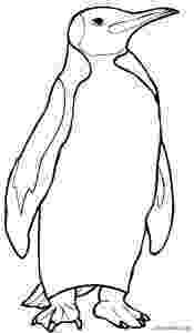 pictures of penguins to colour penguin coloring pages 11 coloring kids to of colour penguins pictures 