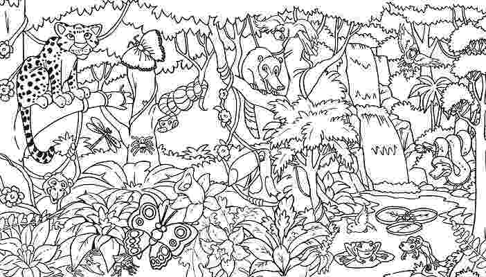 pictures of rainforest animals to color rainforest animals coloring page coloring home pictures animals of to rainforest color 