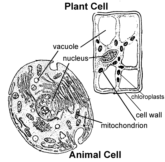 plant cell coloring page 31 plant cell coloring pages plant cell coloring 3 free cell plant coloring page 