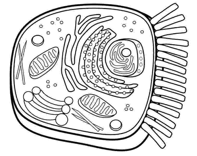 plant cell coloring page animal and plant cell match and color pages freebie by coloring cell plant page 