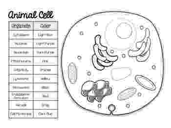 plant cell coloring page coloring page plant cell coloring home coloring page plant cell 