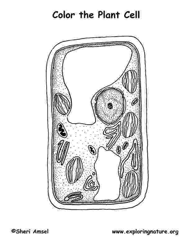 plant cell coloring page coloring pages homeschool clipart coloring page cell plant 