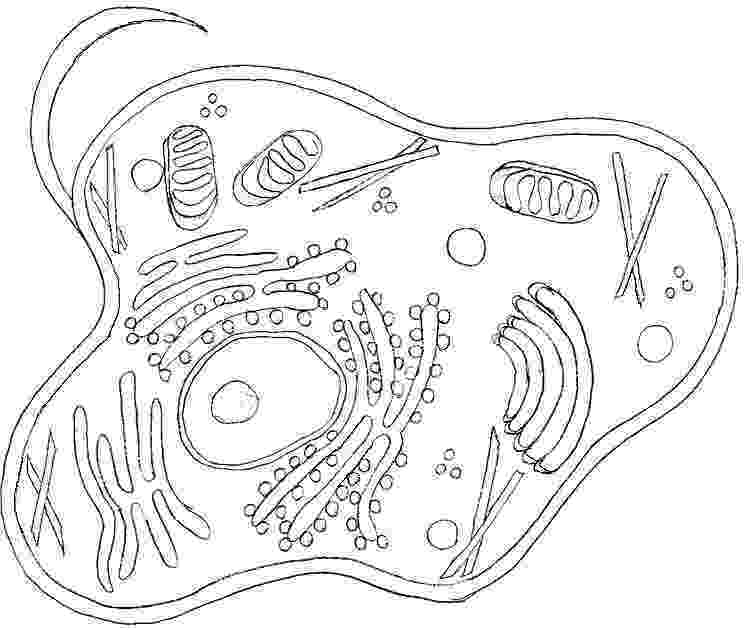 plant cell coloring page draw it neat how to draw animal cell science 7th grade coloring plant page cell 