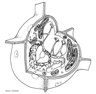 plant cell coloring page plant and animal cell coloring page by the science sleuth coloring page cell plant 