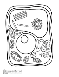 plant cell coloring page plant animal cell questions coloring mr stewart39s page plant cell coloring 