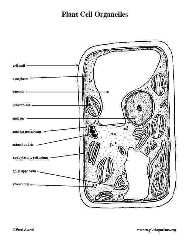 plant cell coloring page plant cell coloring cell page coloring plant 