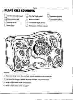 plant cell coloring page plant cell coloring sheet stomataleaf cross section tpt page coloring plant cell 