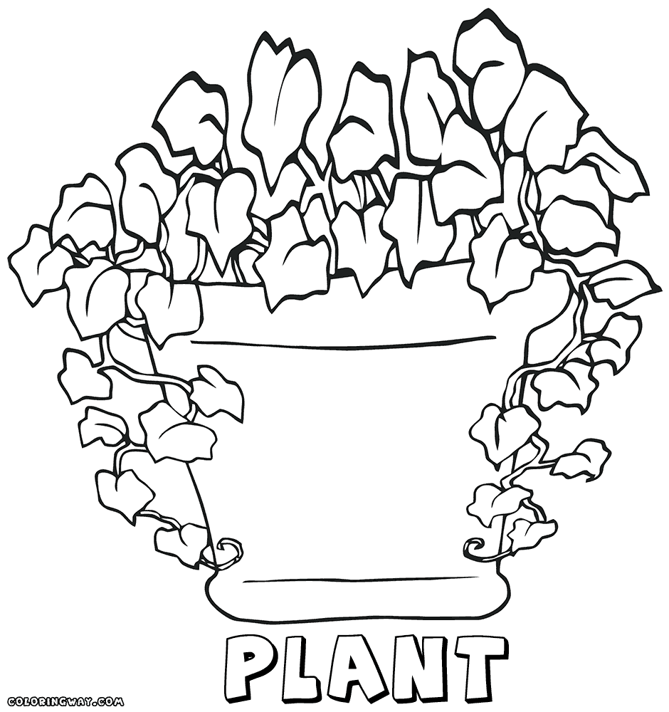 plant colouring sheets plant coloring page coloring home plant colouring sheets 