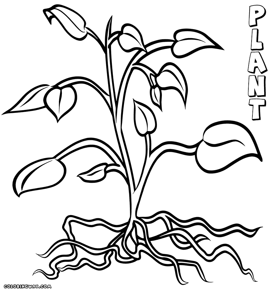 plant colouring sheets plant coloring pages coloring pages to download and print colouring sheets plant 