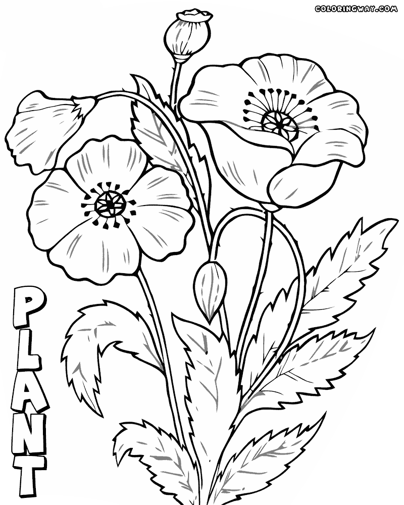 plant colouring sheets plant coloring pages coloring pages to download and print sheets colouring plant 
