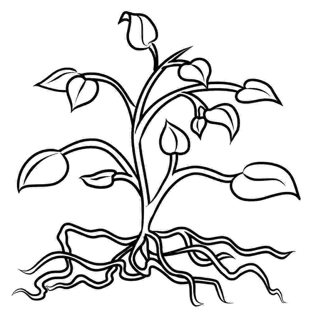 plant colouring sheets plant coloring pages coloring pages to download and print sheets plant colouring 