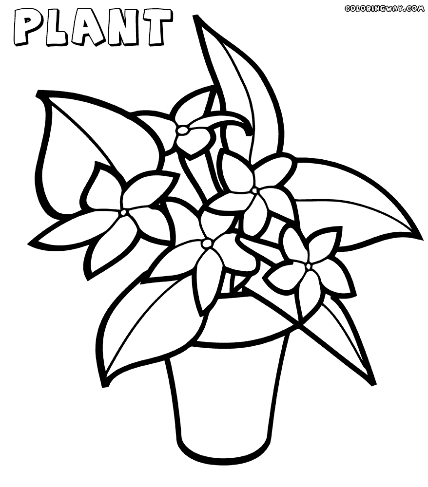 plant colouring sheets plant coloring pages to download and print for free plant sheets colouring 