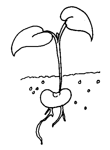 plant colouring sheets plant drawing for kids at getdrawingscom free for plant sheets colouring 