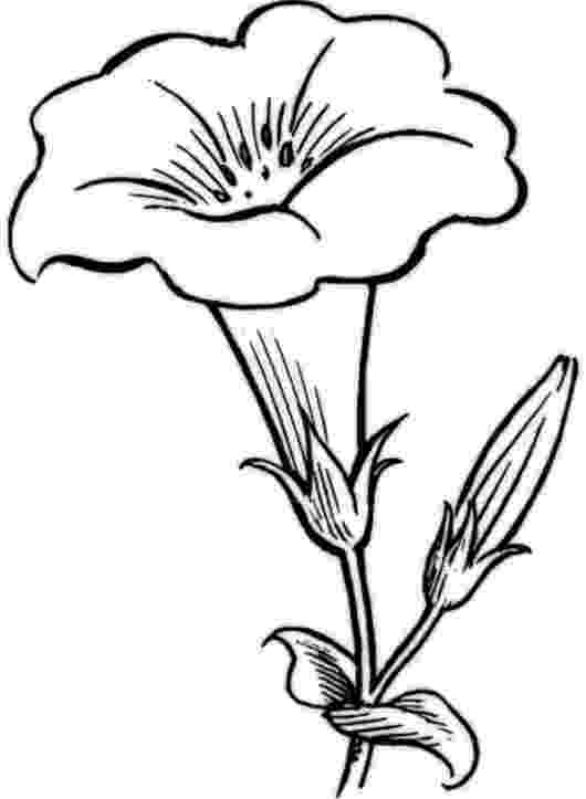 pretty flowers coloring pages flower coloring pages 360coloringpages coloring pages flowers pretty 