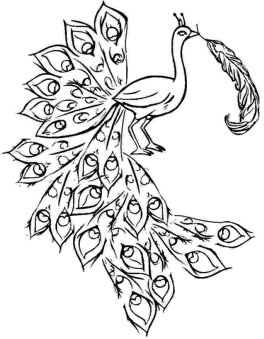printable coloring pages peacock peacock coloring page peacock pinterest peacock coloring printable peacock pages 