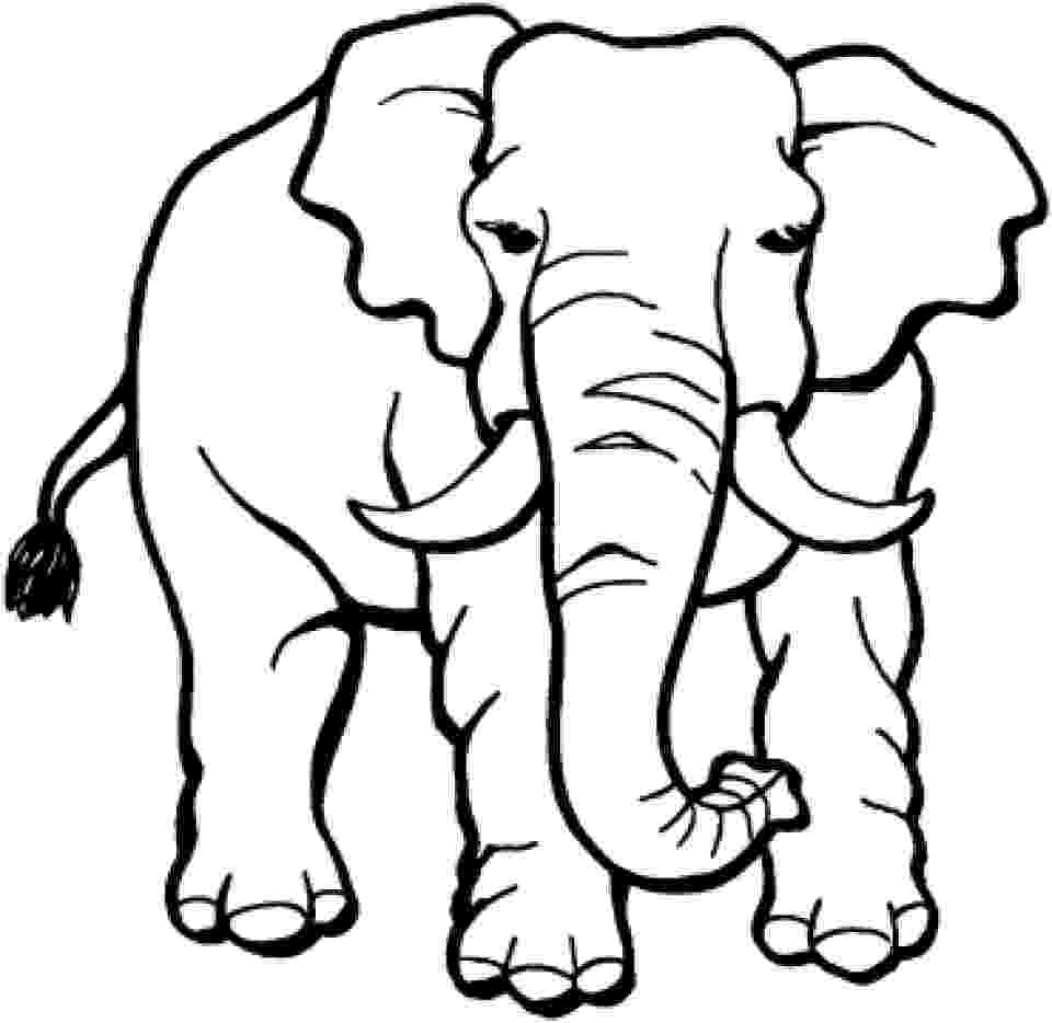 printable elephant pictures baby elephant coloring pages to download and print for free elephant pictures printable 