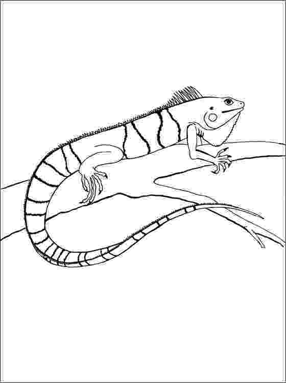 printable pictures of iguanas iguana coloring book coloring page download print pictures iguanas printable of 