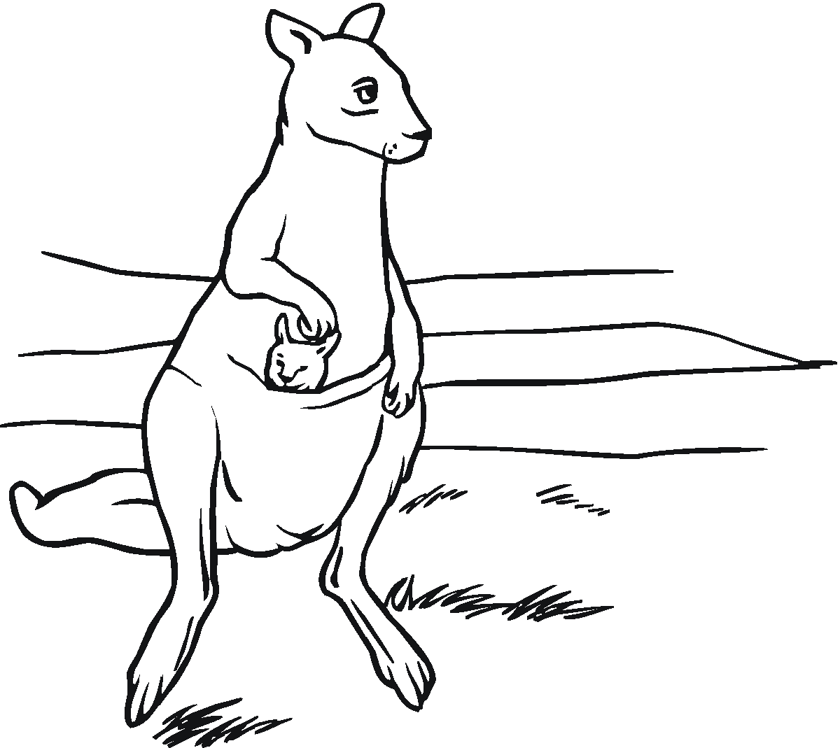 printable pictures of kangaroos free printable kangaroo coloring pages for kids kangaroos printable pictures of 