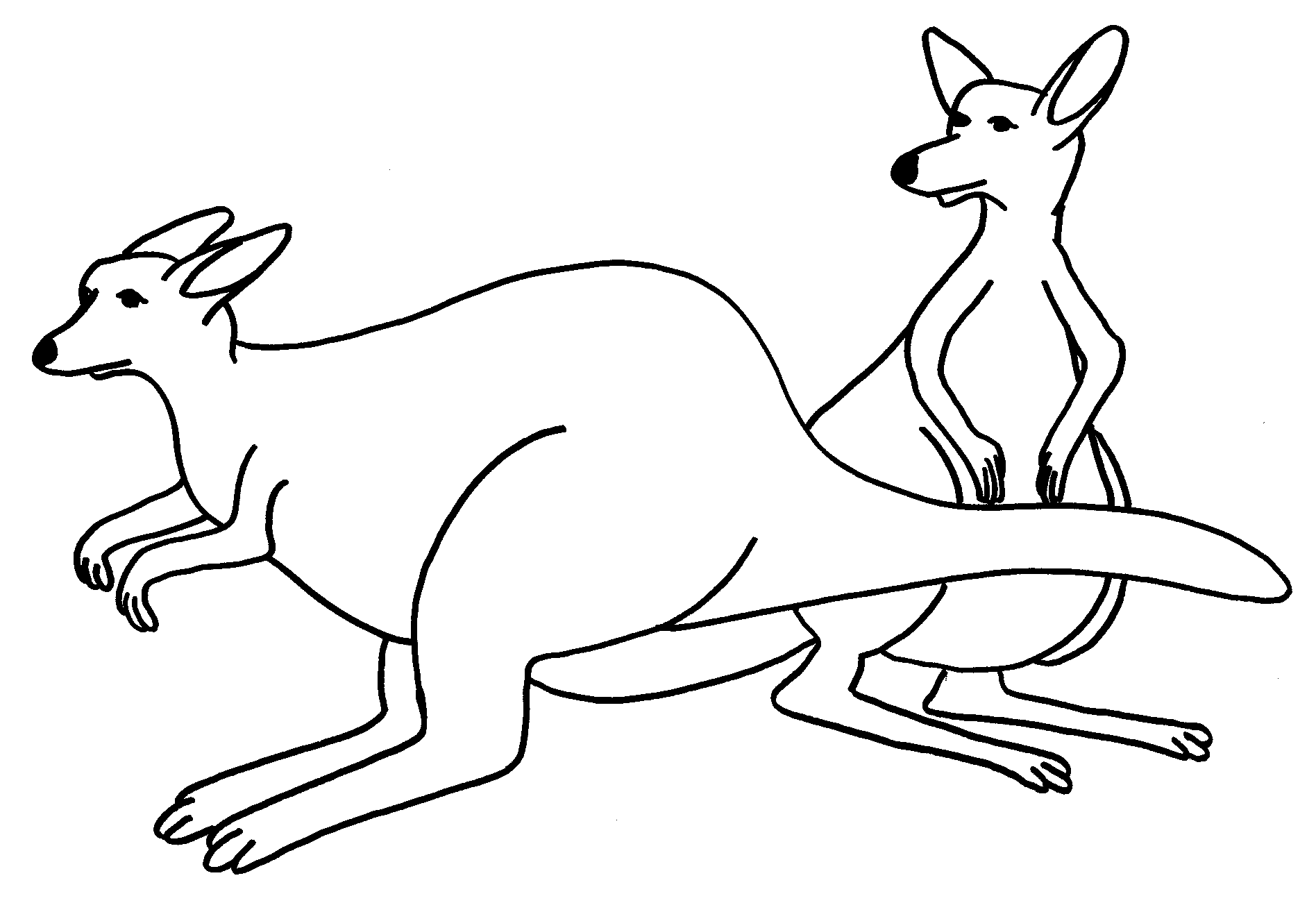 printable pictures of kangaroos free printable kangaroo coloring pages for kids of kangaroos printable pictures 