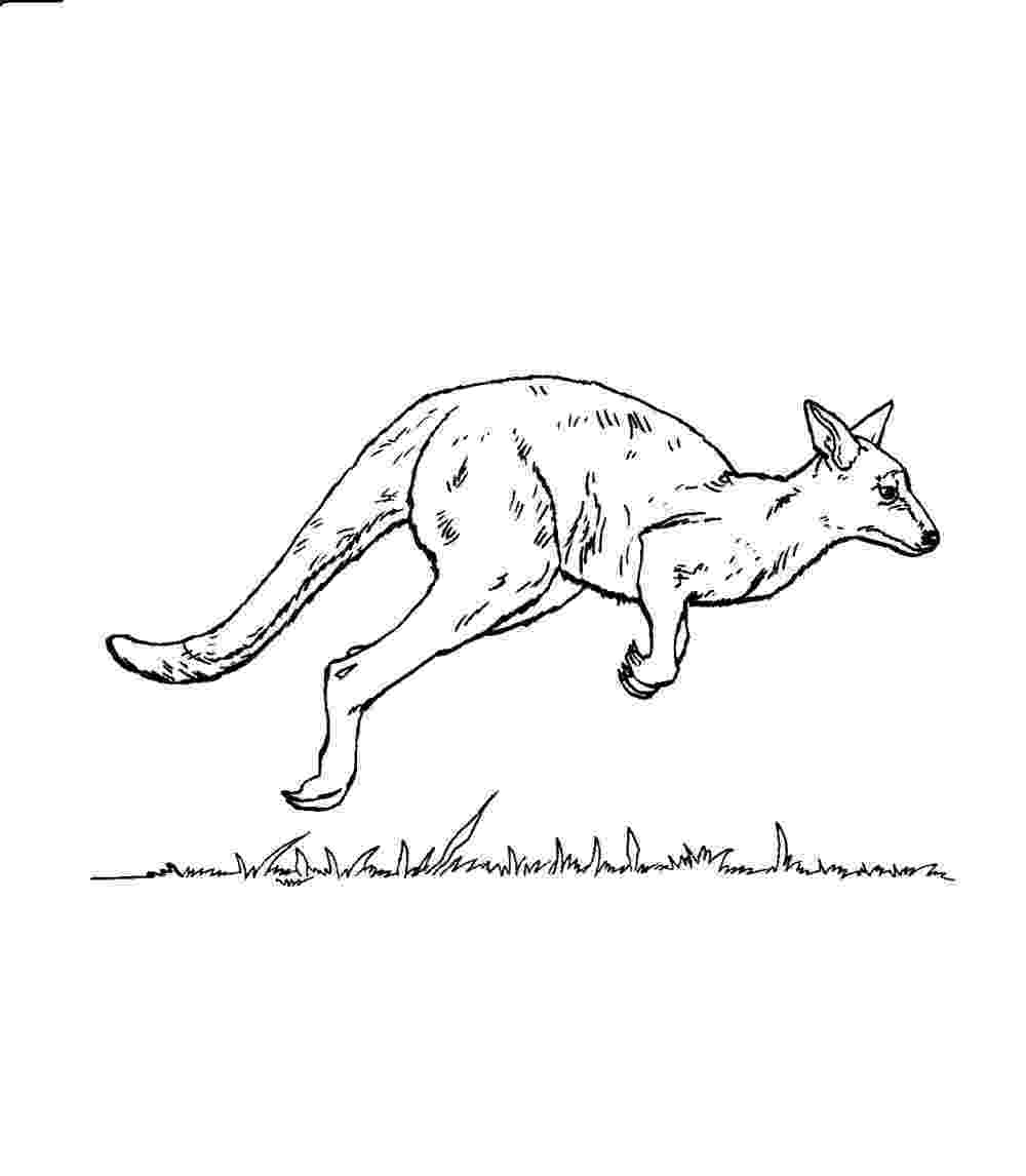 printable pictures of kangaroos free printable kangaroo coloring pages for kids of pictures printable kangaroos 1 1