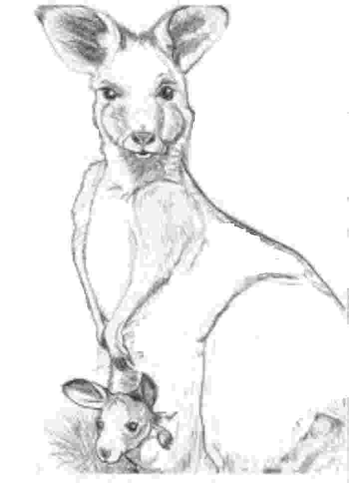 printable pictures of kangaroos kangaroo coloring pages getcoloringpagescom printable pictures of kangaroos 