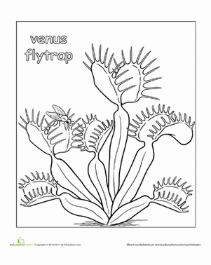 printable pictures of venus color the venus flytrap worksheet educationcom printable pictures of venus 