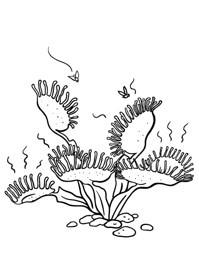 printable pictures of venus free venus flytrap coloring page of printable venus pictures 