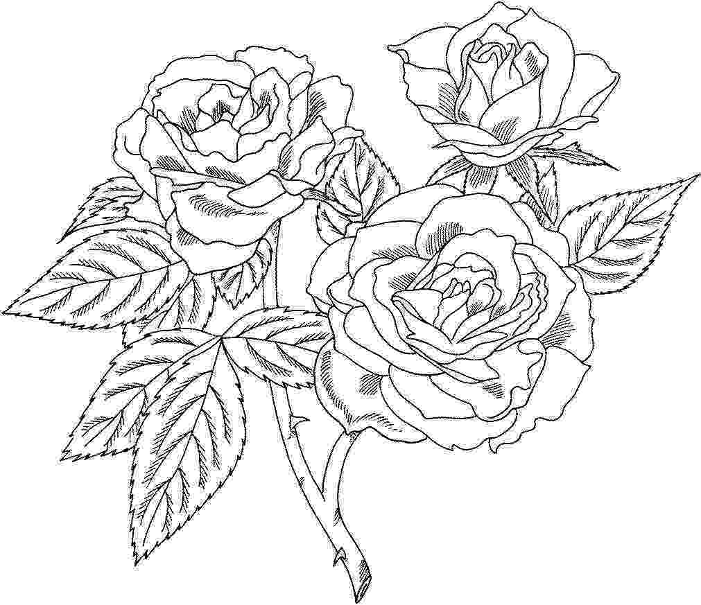 printable rose coloring pages printable rose coloring pages for kids cool2bkids rose coloring printable pages 