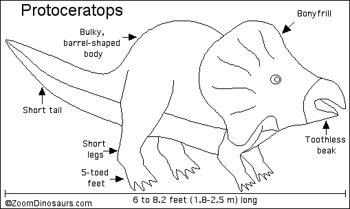 protoceratops pictures protoceratops dinosaur discovery dear kitty some blog pictures protoceratops 
