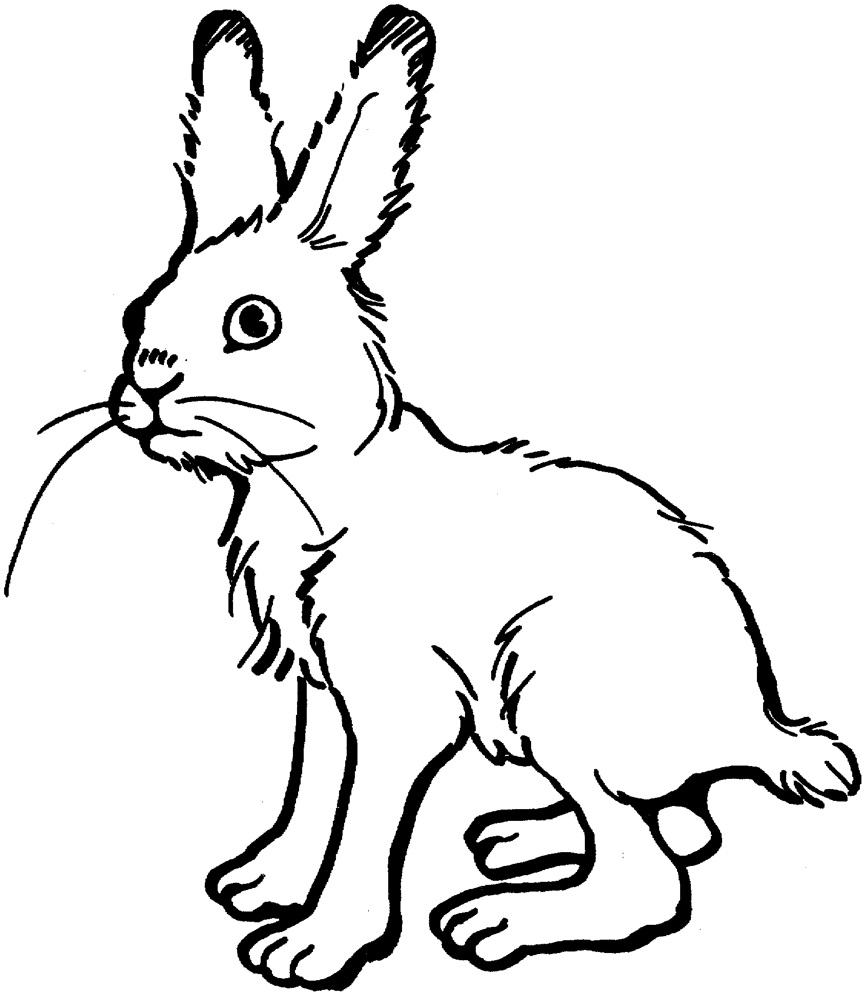 rabbit coloring sheet printable rabbit coloring pages for kids cool2bkids sheet rabbit coloring 