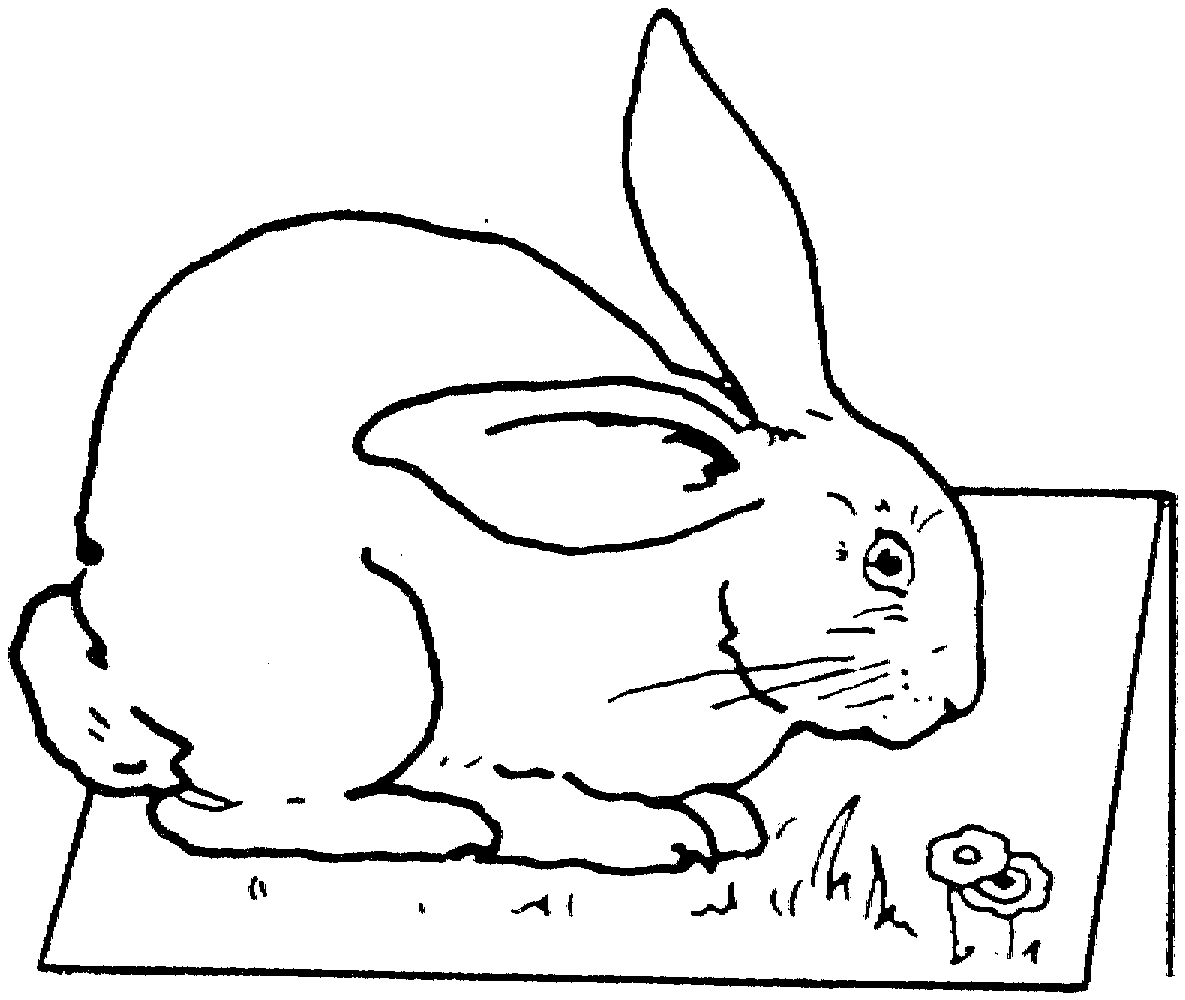 rabbit printable bunny rabbit coloring pages to download and print for free printable rabbit 