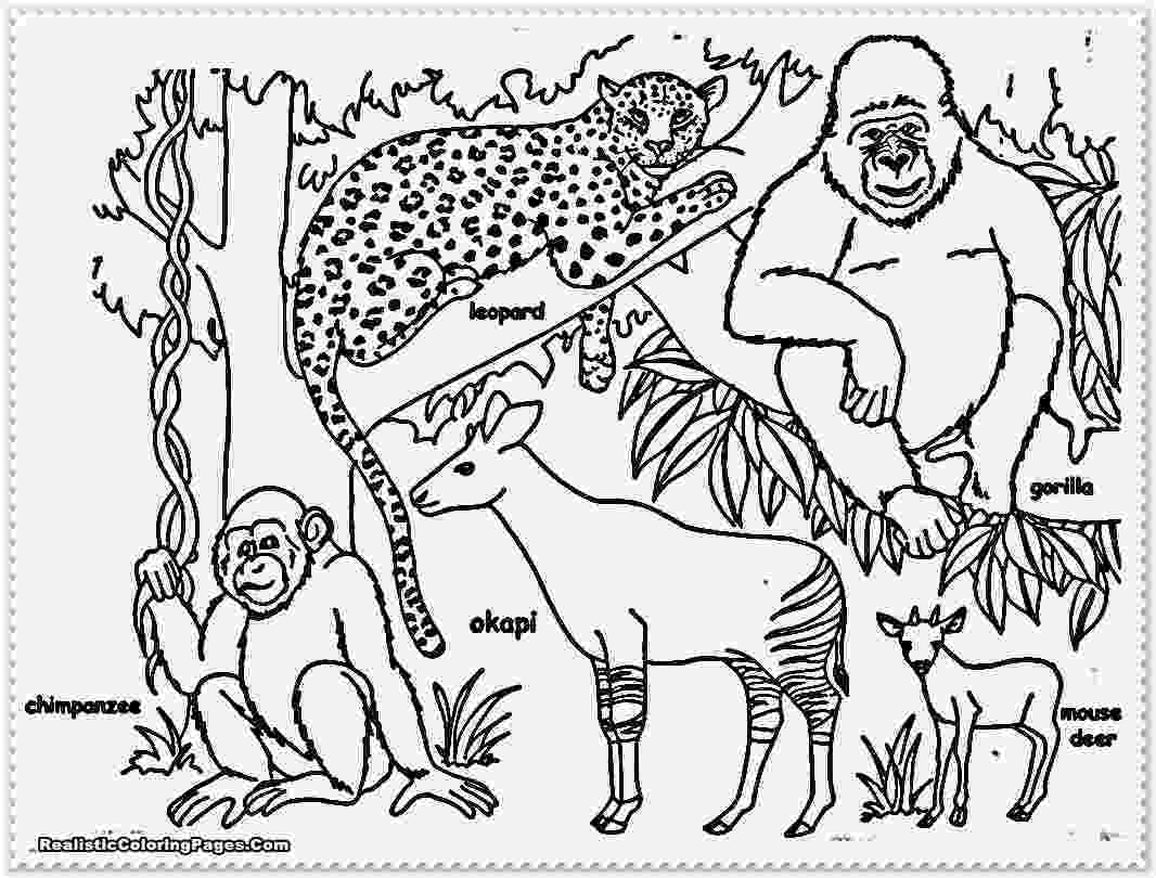 rainforest animal coloring pages amazing coloring pages for your kids pages animal coloring rainforest 
