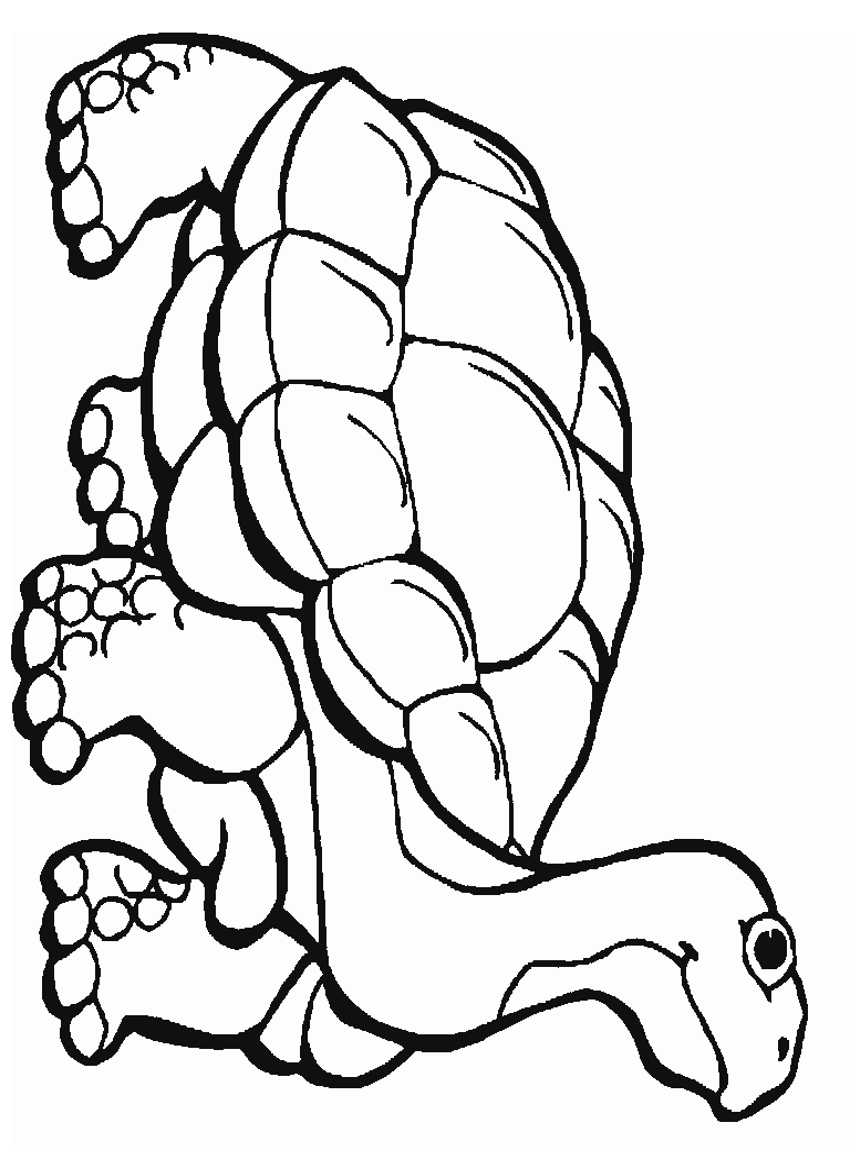 rainforest animal coloring pages free printable rainforest coloring pages coloring home coloring rainforest pages animal 