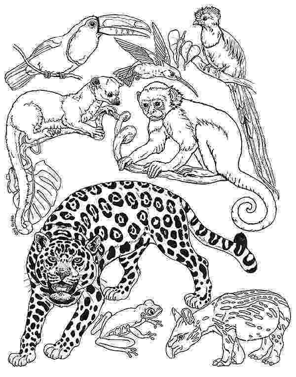 rainforest animal coloring pages sonquest rainforest coloring mural by gospel light animal coloring pages rainforest 